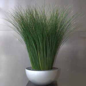 In dit interieur is een schaal met Gynerium gras geplaatst. De interieurarchitect van StudioCentro komt graag in Arnhem deze onderhoudsvrije kamerplant plaatsen.