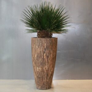 In dit appartement is een prachtige mummieplant geplaatst, de Washingtonia palm. De interieurarchitect van StudioCentro komt graag bij jou deze grote plant plaatsen.