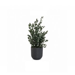 Adelaide - Eucalyptus Parvifolia