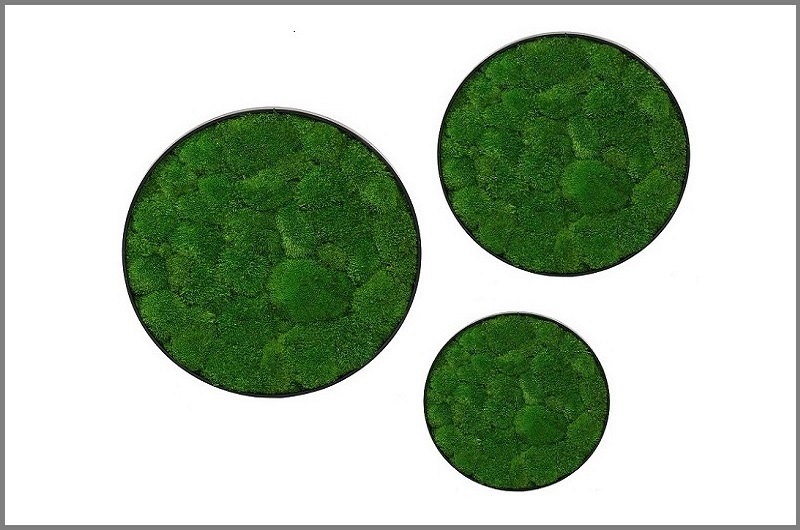 De interieurarchitect van StudioCentro adviseert je om 3 mos-cirkels op te hangen, prachtige onderhoudsvrije kantoorplanten.