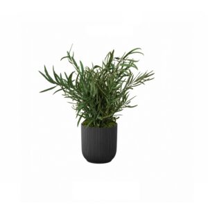 Belmont - Eucalyptus Nicholii