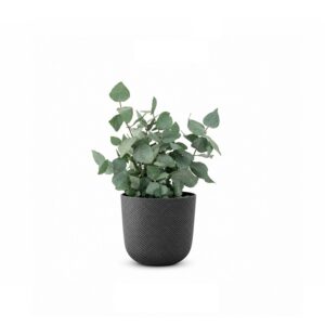 Darwin - eucalyptus stuartiana