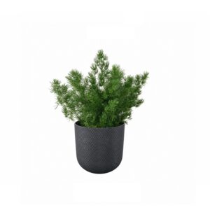 Durban - ming fern