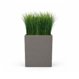 Malmo - gynerium gras