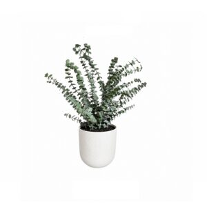 Melbourne - Eucalyptus Baby Blue