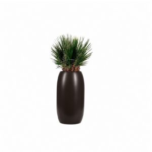 Seis - Washingtonia palm